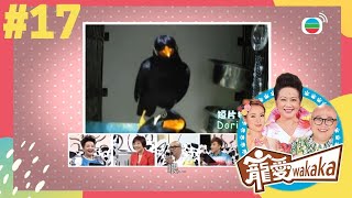 海南了哥(九官鳥)愛說話，口水多過茶 | 寵愛wakaka | 家燕媽媽、林盛斌、呂慧儀 | TVB 親子節目 | 寵物節目 |