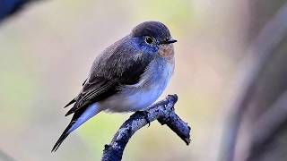 公紅胸鶲Red-breasted Flycatcher