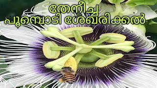 Honeybees/ തേനീച്ച പൂമ്പൊടി ശേഖരിക്കുന്നത് കാണണോ.