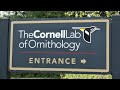 Cornell Lab of Ornithology and Birdwatching in New York State