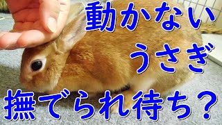 手をかざしてもナデナデ催促に来ないうさぎ？