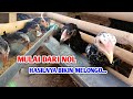 LEBIH MEMUASKAN HASILNYA! Ternak Ayam Kampung Mulai dari Nol