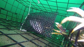 Zombie Crabs Attack Salmon Head in Crab Trap