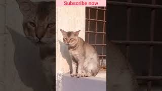 cat cute cat video funny 😂🥰🐈 #cat #short #shorts