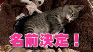 保護猫の赤ちゃんの名前が決まりました。