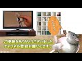 ファンシーラット大人しいシロちゃんのモグモグ ゆっくり実況音声あり