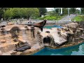 東山動物園のアシカ sea lions at higashiyama zoo 2022 02 25