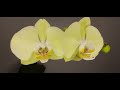 Огляд квітування орхідей ч.2 🌸🌿 orchids phalaenopsis фаленопсиси бабочки