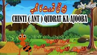 Chinti (Ant) Qudrat Ka Ajooba چیونٹی قدرت کا عجوبہ