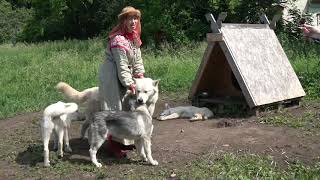 Знакомим с новой породой собак - святорусский вой