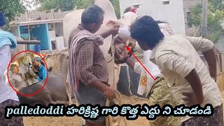 palledoddi హరిక్రిష్ణ గారి కొత్త ఎద్దు ని చూడండి మరియు సేద్యం పని చేసే వస్తువులు చూడండి