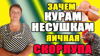 1.Зачем я даю курам яичную скорлупу. 2. Нужен ли курам подсолнечный шрот.