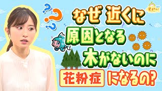 『なぜ近くに木がないのに花粉症になるの？？』（す・またん！4月２１日放送分）