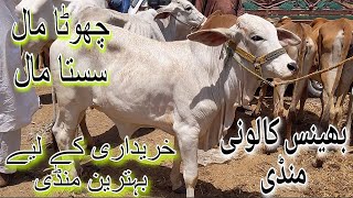 Bhains Colony Cow Mandi Latest Update Chota Maal Saasta Maal | Cow Mandi 2023 | Bakra Eid 2023