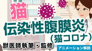 猫伝染性腹膜炎（猫コロナウイルス）について【獣医師執筆監修】症状から治療方法まで