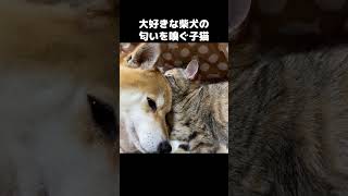 大好きな柴犬の匂いを嗅ぐ子猫　#shorts