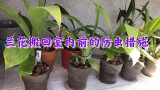 10/28/2022 如何防止把虫子搬进屋，兰花搬回室内前必须注意的问题