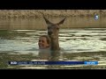 nager avec une biche pratiquez l aquabiche à l espace animalier de la bédouère en touraine