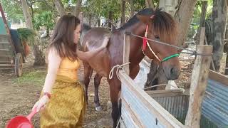 WOW,  A Housewife Feeding a Horse at Home   Horse Feeding In Cambodia