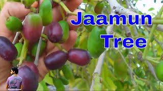 आप भी लगाए जामुन का पेड़/Benifit Of Java Plum/Big Jaamun tree -18th June 2017/MammalBonsai आप भी लगाए जामुन का पेड़/Benifit Of Java Plum/Big Jaamun tree -18th June 2017/MammalBonsai