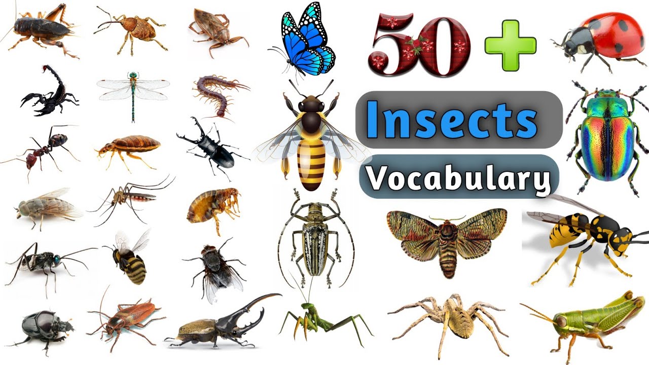 Insects Vocabulary In English Ll 50 + Insects & Bugs Name In English ...