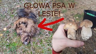 SZOK! ZNALEŹLIŚMY GŁOWE PSA NA GRZYBOBRANIU!WYSYP #grzyby #mushroom #borowiki #boletusedulis