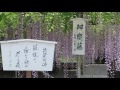 相州藤沢白旗神社義経藤と弁慶藤2017