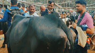 @আজ ২১ ফেব্রুয়ারী ২৫ | মাংসের গরুর দাম | আমবাড়ি হাট | দিনাজপুর