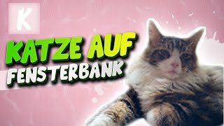 Katze auf der Fensterbank #shorts