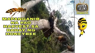 NAKA TYEMPO SYA NG ISANG MALAKING BAHAY NG HONEY BEE SA KAGUBATAN