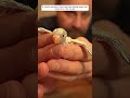 a family rescued a bird that was laying eggs and raised it in their house animalshorts