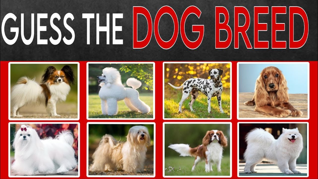 QUIZ GUESS THE DOG BREED ? - YouTube