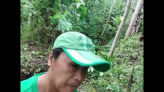 Tree Planting of Molave Tree (Mulawin in tagalog or Tugas in Bisaya)