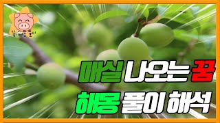 매실 꿈 해몽 풀이 해석! (메실 보는, 사는 등등)