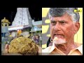 tirupati laddu controversy lab report confirms tirupati prasad laddoos contain beef fat u0026 fish oil