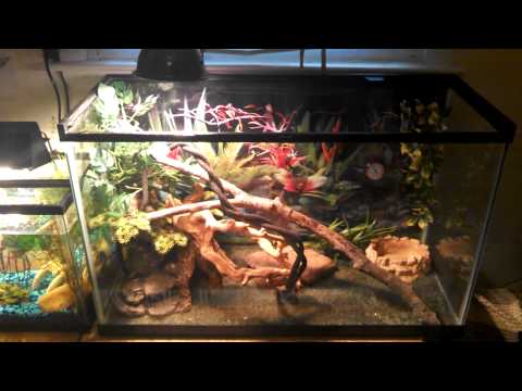 Bearded Dragon Tank Setup!!! - YouTube