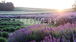 Flowers and music for meditation and relaxation