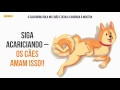 16 dicas Úteis para entender melhor o seu cachorro