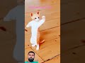 patli kamariya cat dance 🩰 #cat #funny #catlover #funnycat #cute #cutecat #trending #trendingshorts