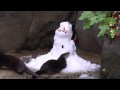 River Otters Get a Snow Day at the Tennessee Aquarium