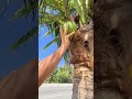 Picking young coconut from the palm tree Playa del Carmen Mexico #tropical #caribbean #travel #life