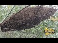 lebah tranding panjang sarangnya tidak ada tanding bee honey lebah hutan alam panenmaduhutan