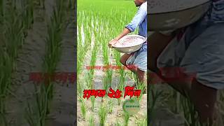 আমন ধান চাষ#agriculture #farming #krishi #youtubeshorts #ধান চাষ