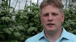 Simplot Innate Potatoes1.0