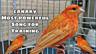 CANARY MOST POWERFUL SONG FOR TRAINING | ORANGE ROLLER SINGING POWERFUL SONG FOR TRAINING