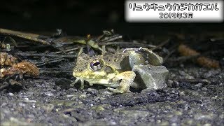 リュウキュウカジカガエル Ryukyu kajika frog (Buergeria japonica)