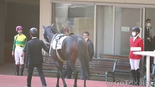 【今村聖奈】パドックで待ちぼうけ状態になる今村ジョッキー 2022.11.12 阪神競馬12R