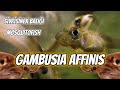 Gambusia: The Guppies' Vicious Cousins! #aquarium #guppies