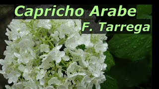 Capricho Arabe  F. Tarrega  　カプリコ　アラベ