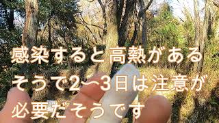 神奈川県・愛川町・厚木市・鳶尾山・やなみ峠・ツリークライミング➎